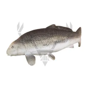 Eleven Target 3D Carp